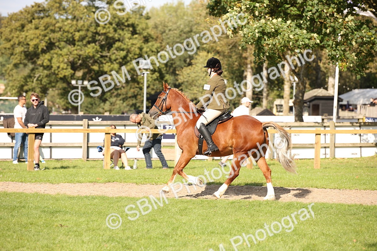 SBM_50070 - S26 - Young Veteran - Ridden