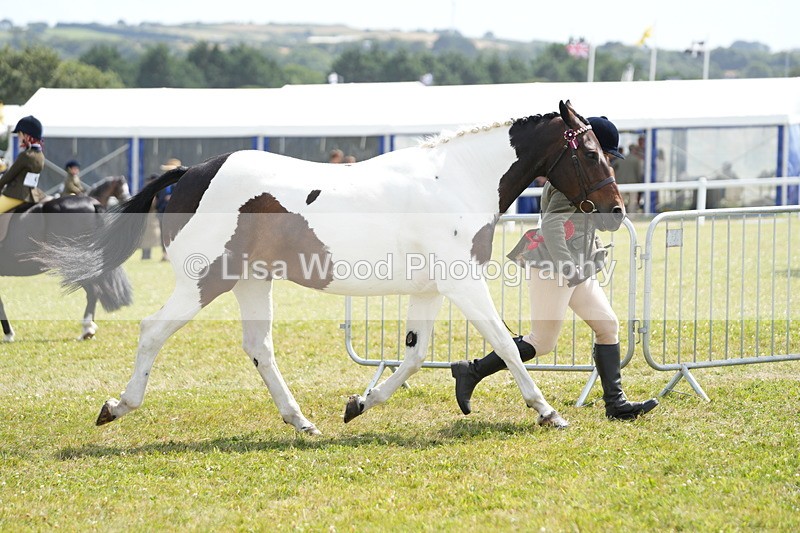 DSC07186 - Coloured Horse In Hand Championship