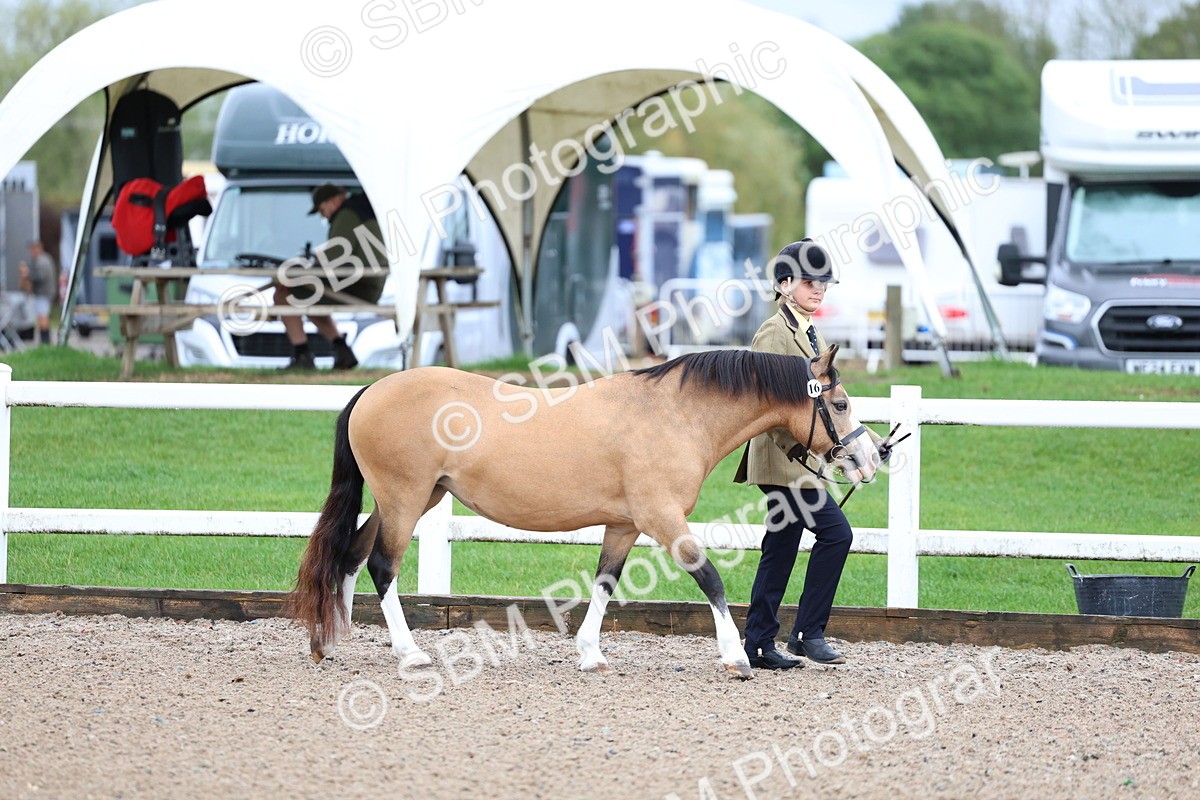 SBM_00211 - Class 13 - Young Handler