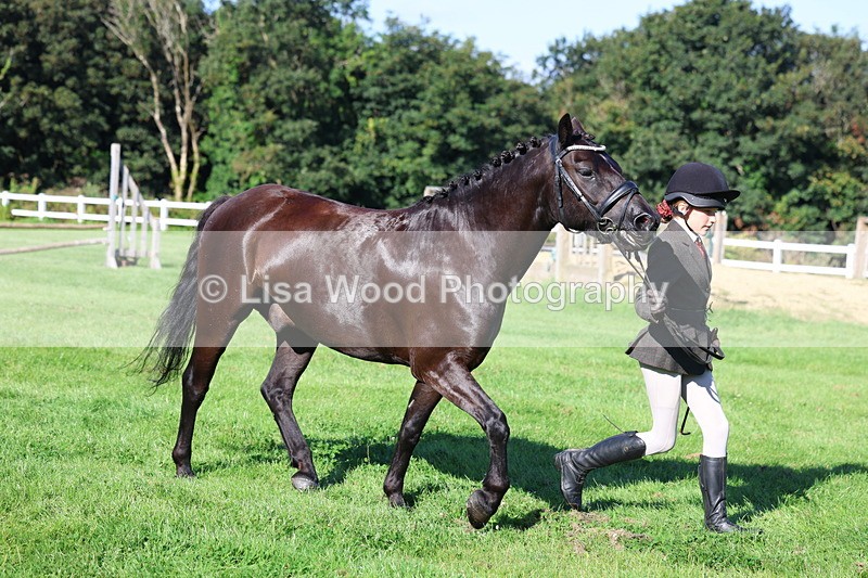 3E7A7685 - Class 1: Novice Working Hunter Pony