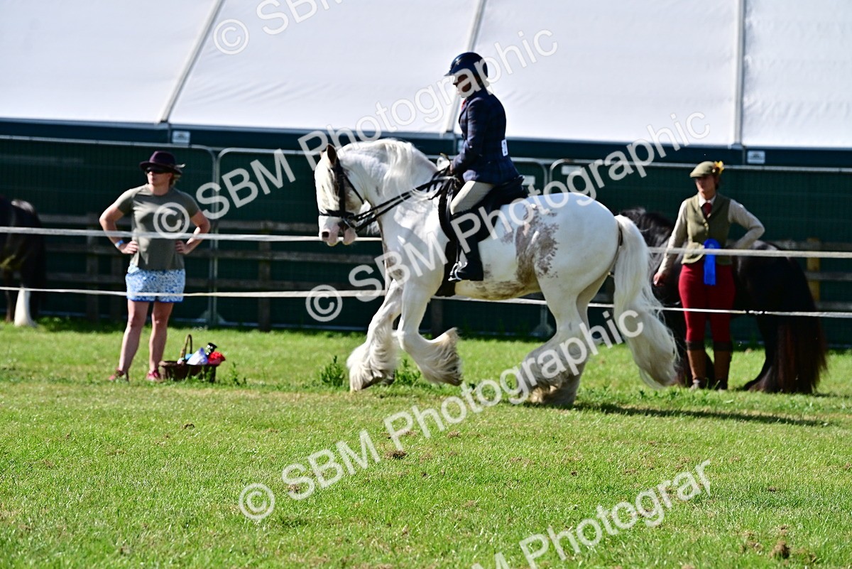 SBM_09337 - Class 63-65 - Traditional Gypsy Cobs In Hand & Ridden
