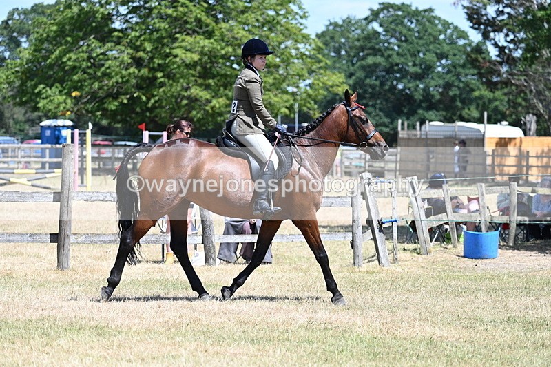 WJ7_2857 - Class 7 Riding Club Show Horse