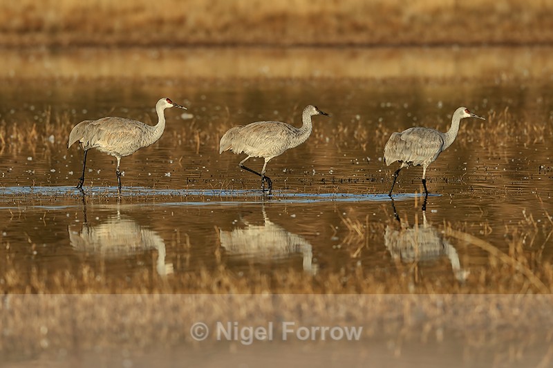 Reflection of three Sandhill Cranes, South Pond, Bosque del Apache - Sandhill Crane