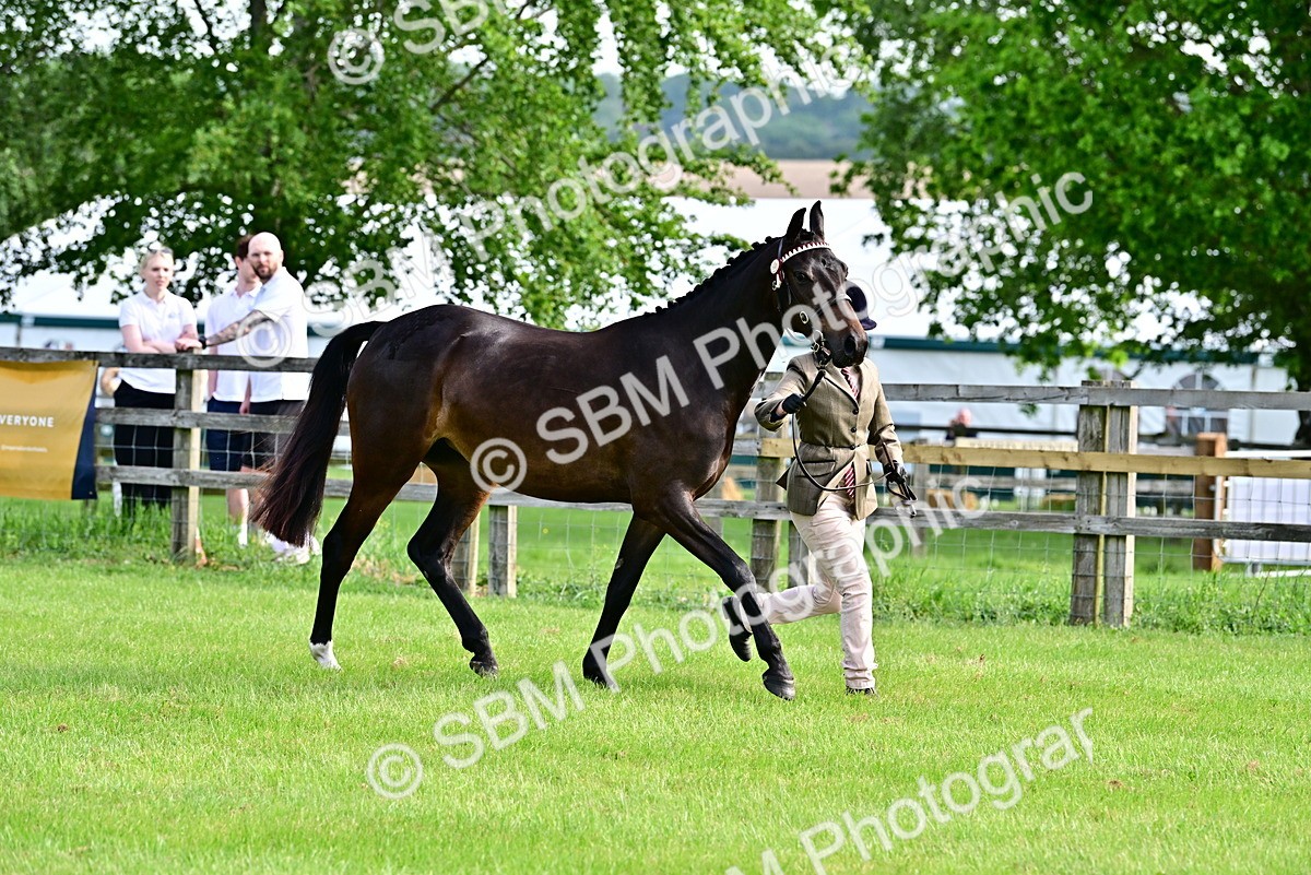 SBM_00086 - Class 46-49 - Arab and Part Bed-Anglo Arab In Hand