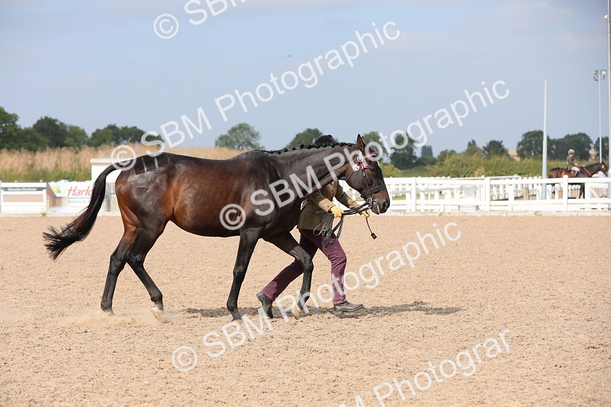 SBM_15949 - Class 313 IH Retired Racehorse