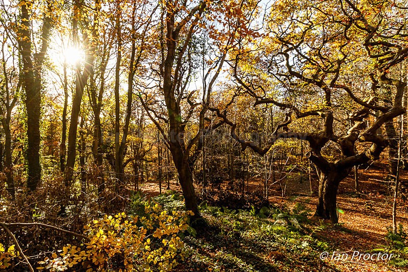 Autumn in the Forest - Autumn