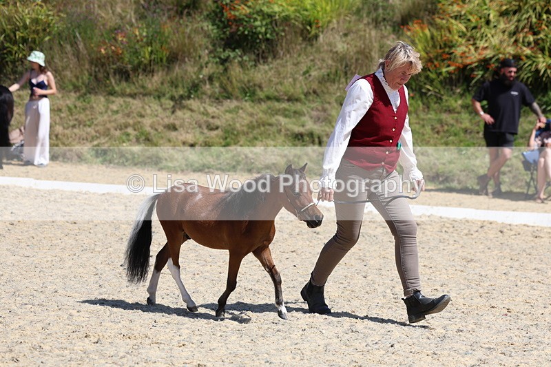 3E7A9514 - Class 30: Mnititature Horse