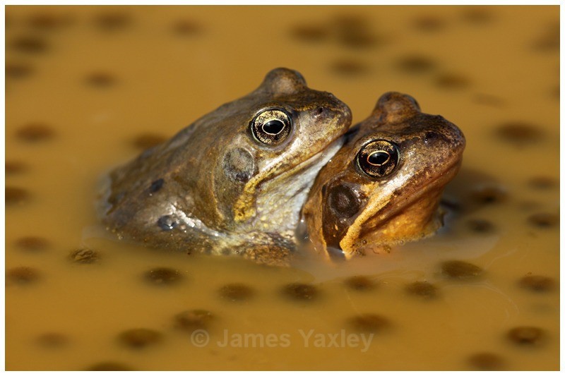 Polkadot Amplexus - Amphibians