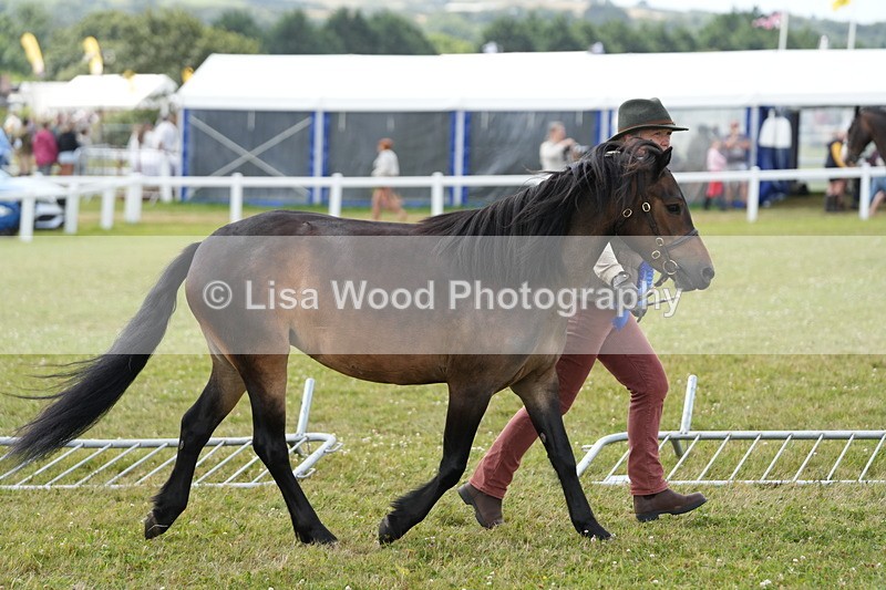 DSC05947 - NPS M&M In Hand Championship