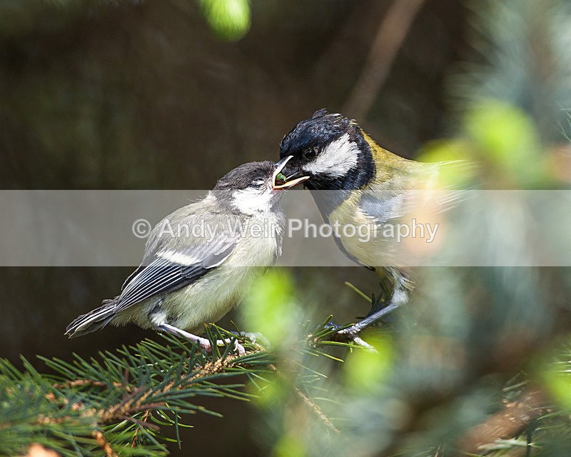 20130525-_MG_3476 - Great Tit