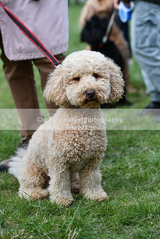 WJ5_9245 - Class 1 Best Cross Breed / Heniz 57