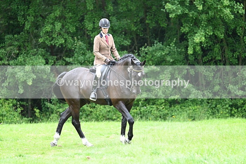 WJ7_4100 - Class 14A Handsome Gelding