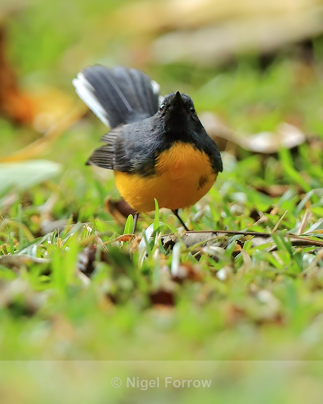 Slate-throated Redstart, front view, Costa Rica - Slate-throated Redstart