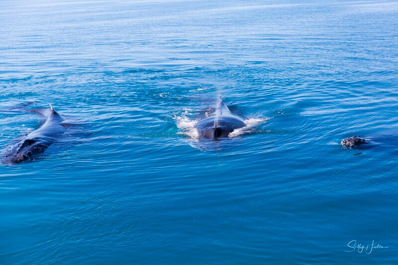 _16A1213 - 2024 Hervey Bay Whales