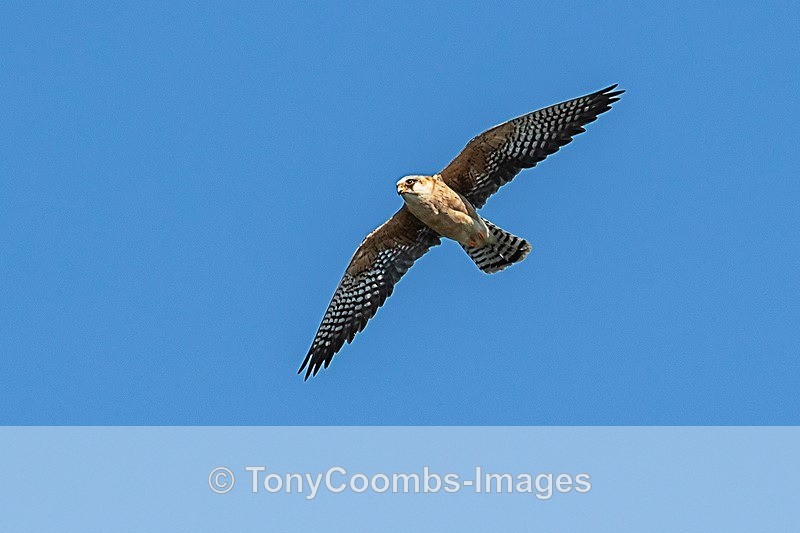Red-footed Falcon   (f) - Danube Delta
