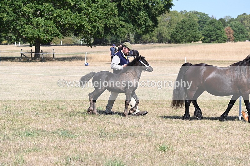 WJ6_4432 - Class 17 Mountain & Moorland