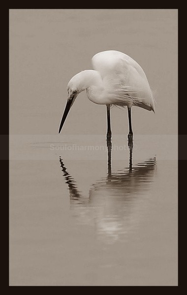 Harmony Of Nature - Art And Nature