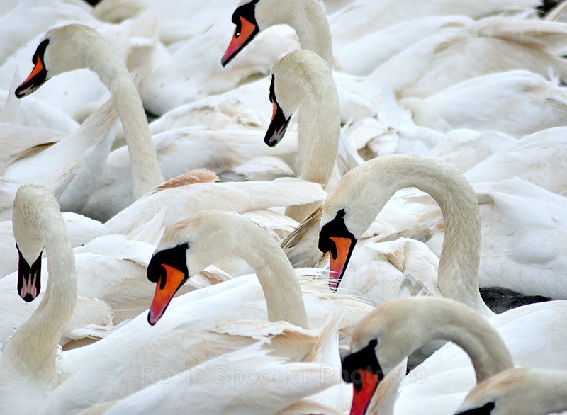  - White Swans and Cygnets