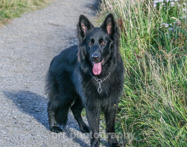 Jax - Dogs