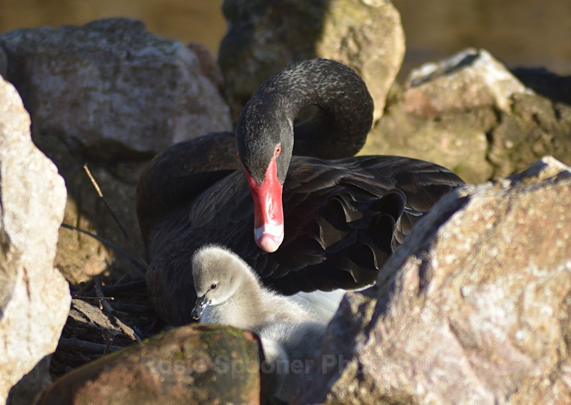 Black Swan Cygnets New - Dawlish (mainly black swans)