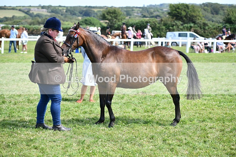 DSC_8354 - Class 68: Part Bred In Hand M & M