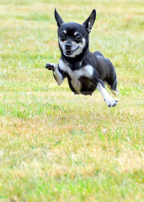  - Chihuahuas