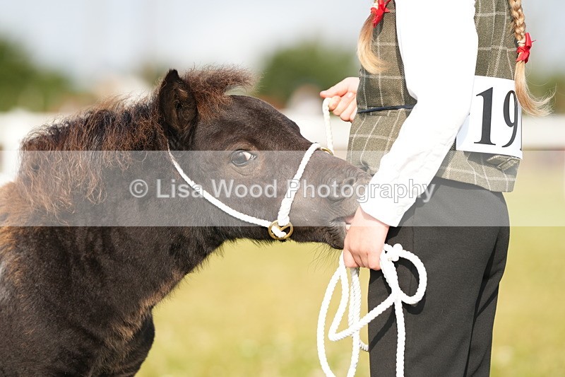 DSC04445 - Classes 44 & 45: NPS M&M Brood Mare and Foal