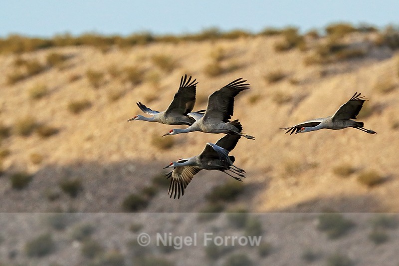 Sandhill Cranes arriving at roost, Bosque del Apache, New Mexico - Sandhill Crane