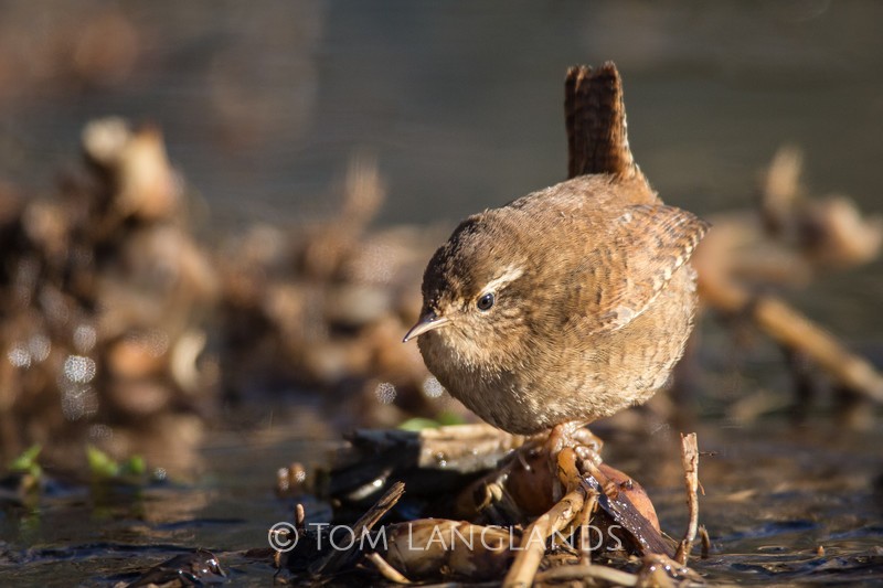 Wren - All Other Birds