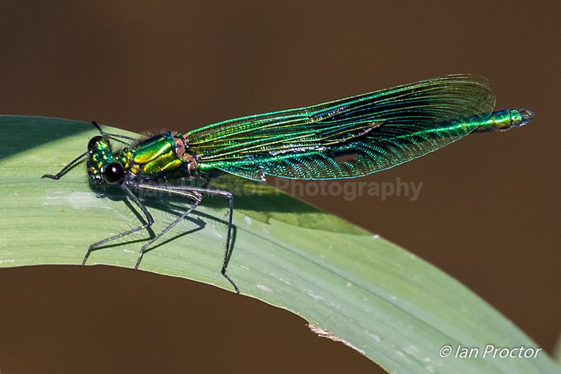 Banded Demoiselle Damselfly - Female - Nature