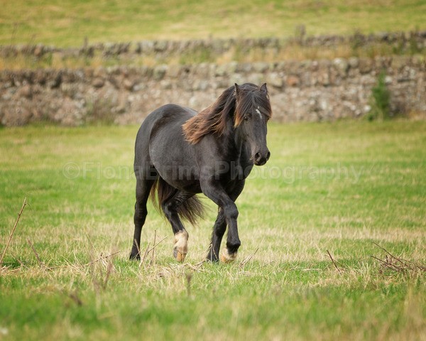 Dionne-289 - DGClydesdales