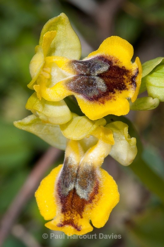  - Orchids - Crete