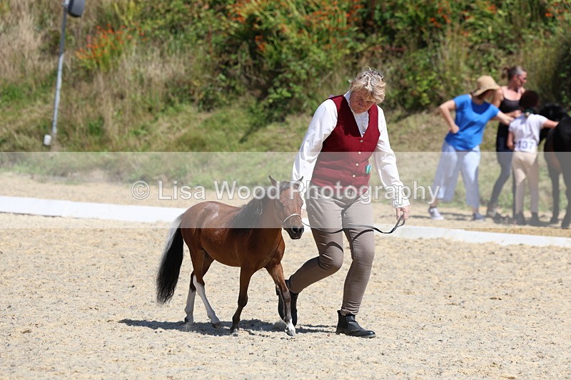 3E7A9508 - Class 30: Mnititature Horse