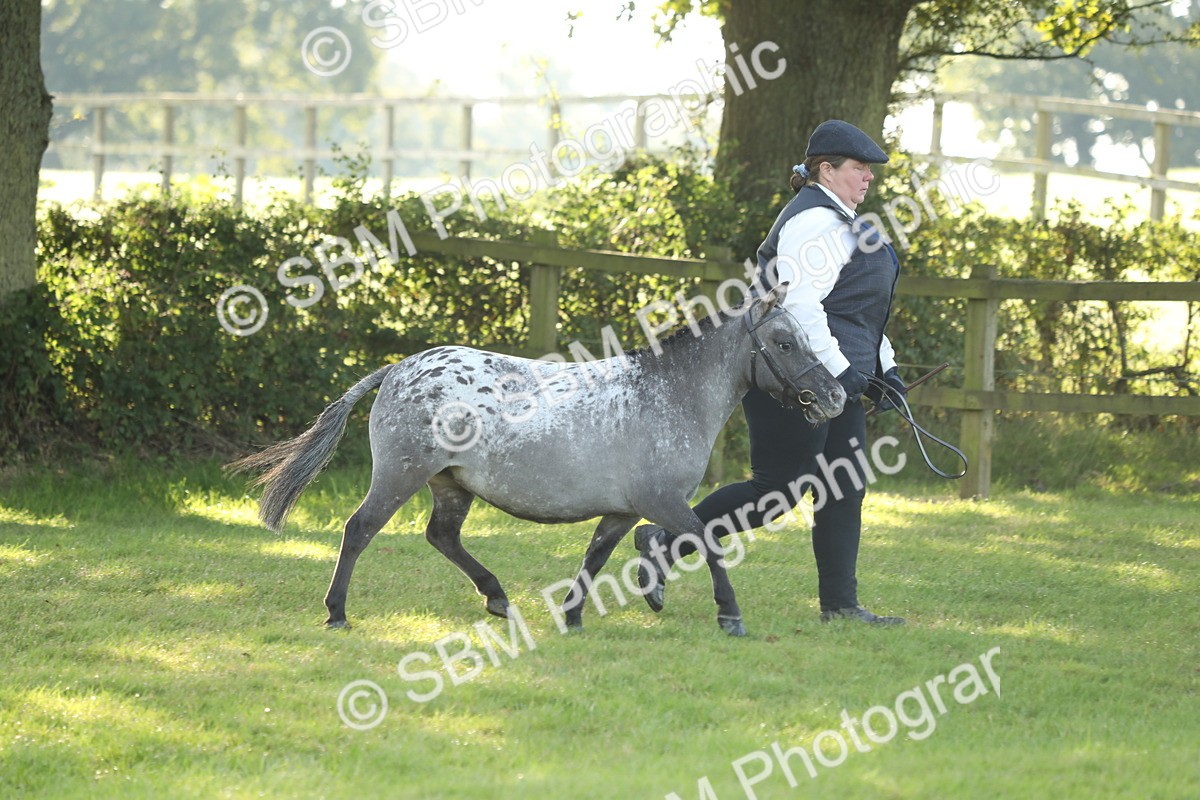 SBM_60894 - S43 - Coloured Pony In Hand