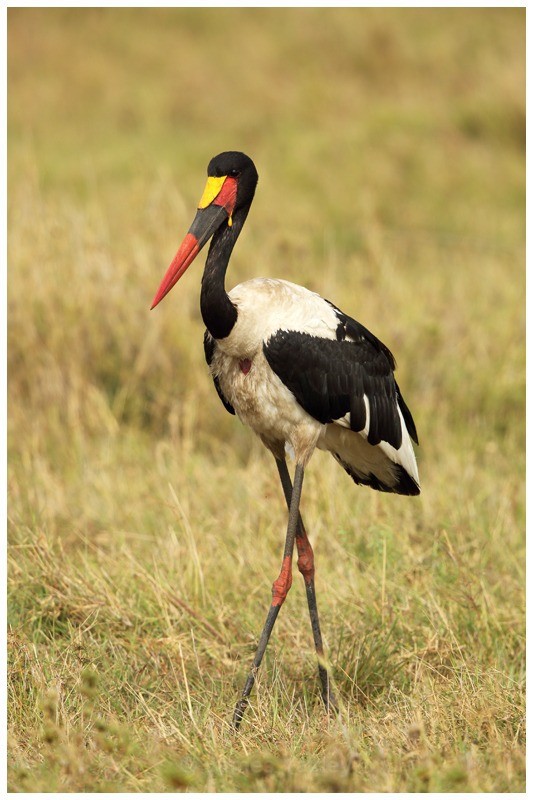 Saddle Billed Stork - Kenyan Safari 2013