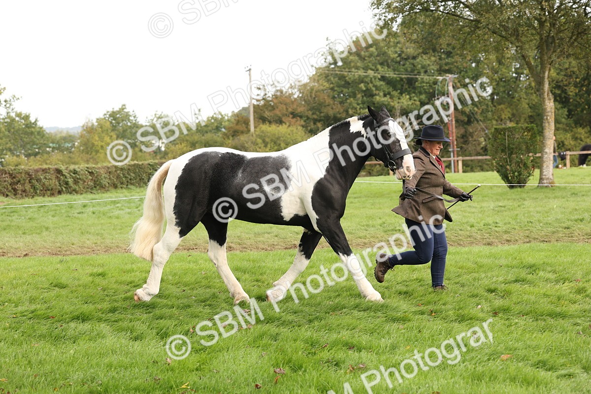 SBM_57489 - S56 - Show Cob in Hand