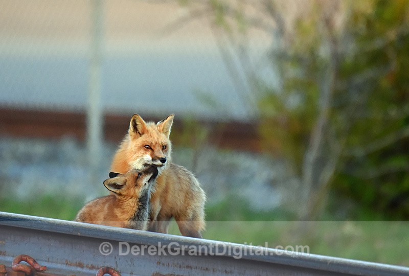 Red  Fox Vixen Vulpes vulpes with Kit - Mammals, Reptiles & Amphibians