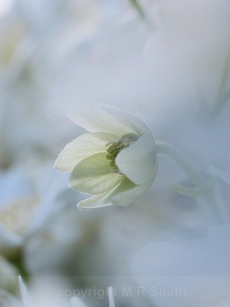 Budding White Clematis - MACRO & CLOSE UPS