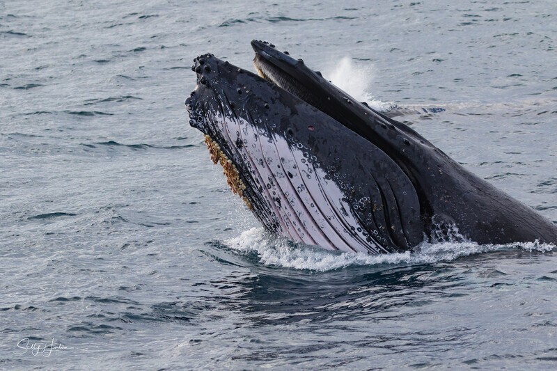 Head lunge mouth open. 0A3A1299 - 2025 Whales