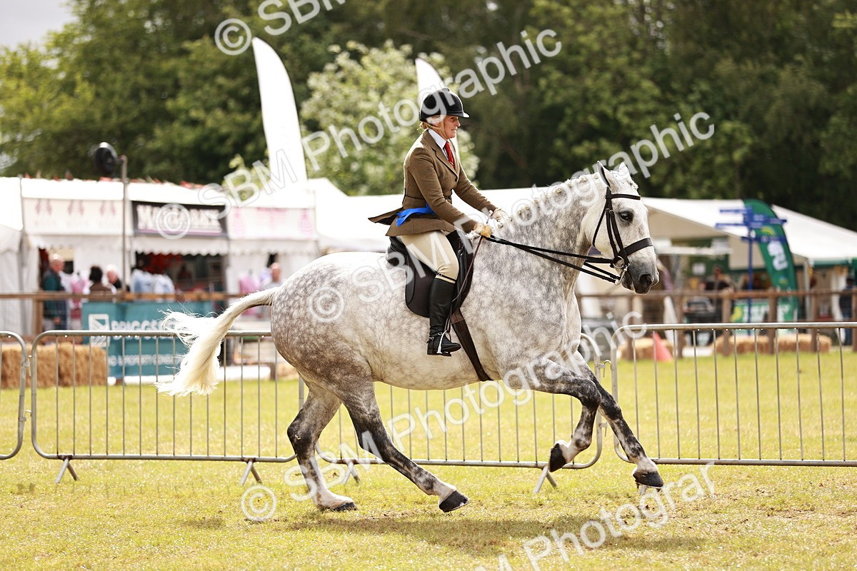 SBM_11575 - Class 81-84 - RIHS Ridden hunters Inc Ladies Hunter