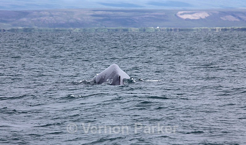 20 ton Blue Whale about to dive - Iceland