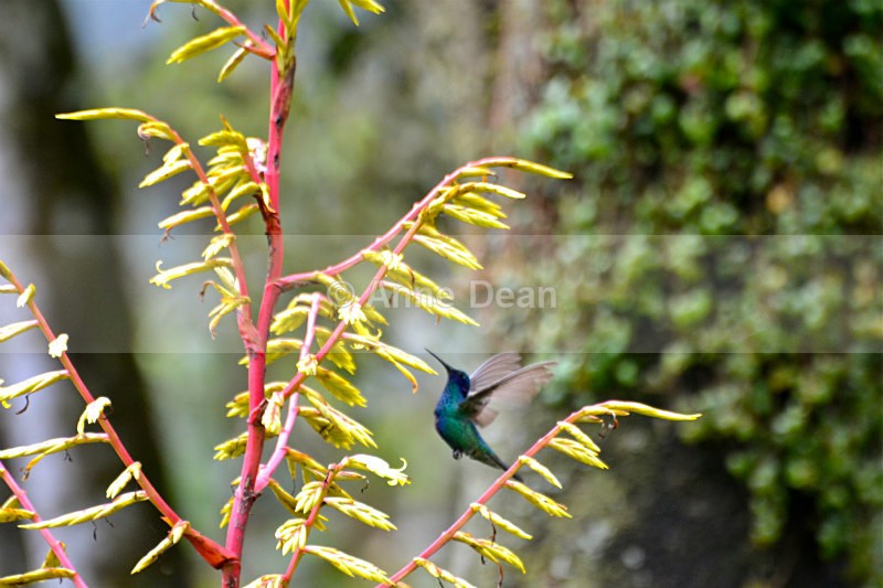 Making a break for it - Wildlife of Ecuador