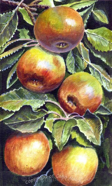Apples - Varied Subjects