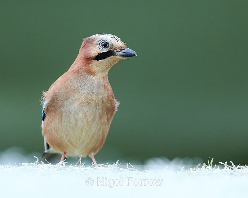 Jay on frosty grass, Worcestershire - Jay