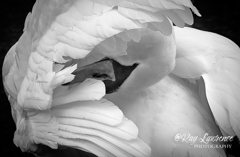 Morning Spruce Up_RLP0118 - Wildlife - Other