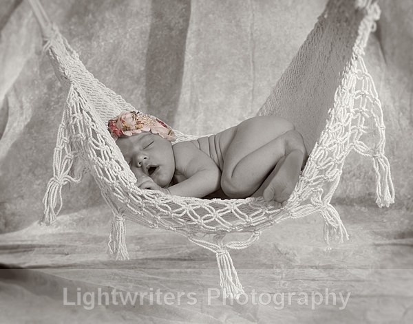 Willow 26 - Willow