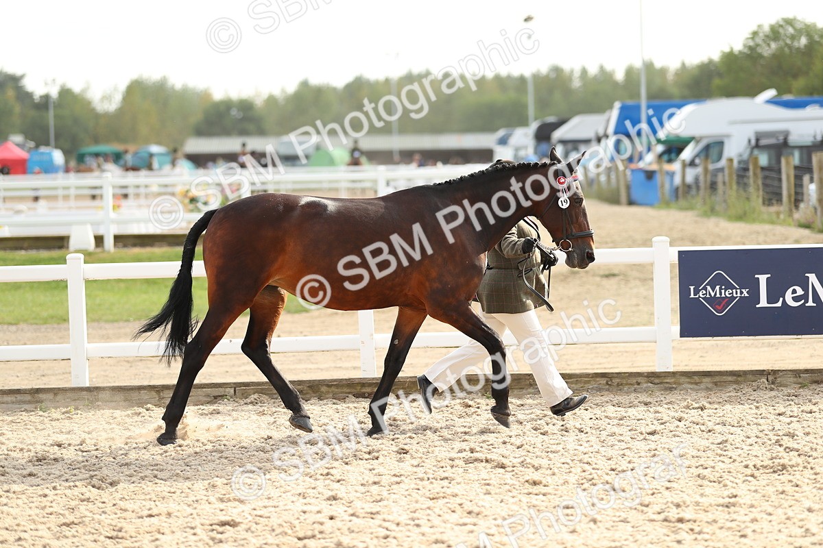 SBM_08565 - Class 28 - IH Veteran Horse