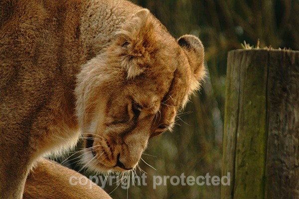 Asiatic Lioness (Cotswold Wildlife Park) - Asiatic Lions