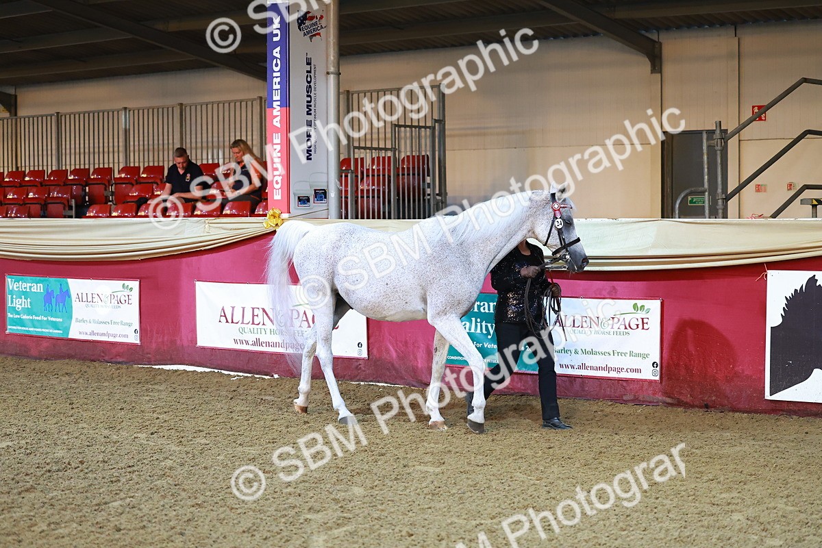 SBM_14669 - Class C - Novelty champ
