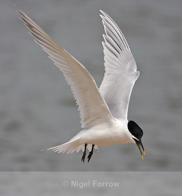 Sandwich Tern about to touch down - Sandwich Tern